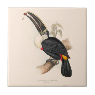 Cuvier-Tukan-Druck: Vintage Tropenvogel Fliese