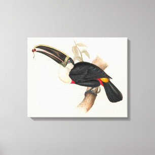 Cuvier-Tukan-Druck: Vintage Tropischer Vogel Leinwanddruck