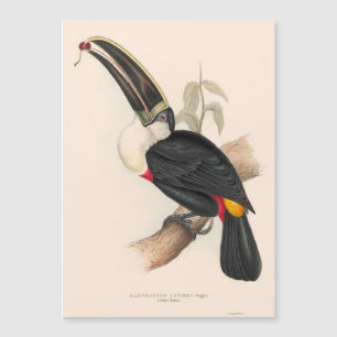 Cuvier-Tukan-Druck: Vintage Tropischer Vogel Magnetkarte