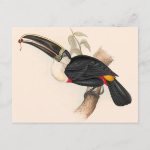 Cuvier-Tukan-Druck: Vintage Tropischer Vogel Postkarte