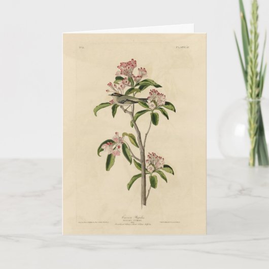 Cuvier's Kinglet (Cuvier's Regulus) Audubon Birds Karte (Vorderseite)