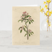 Cuvier's Kinglet (Cuvier's Regulus) Audubon Birds Karte (Gelbe Blume)