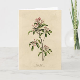 Cuvier's Kinglet (Cuvier's Regulus) Audubon Birds Karte