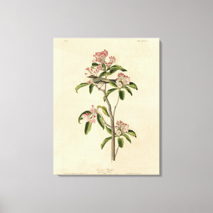 Cuvier's Kinglet (Cuvier's Regulus) Audubon Birds Leinwanddruck