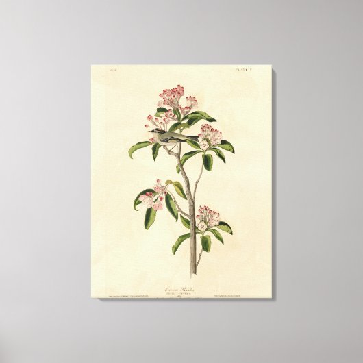 Cuvier's Kinglet (Cuvier's Regulus) Audubon Birds Leinwanddruck (Vorderseite)