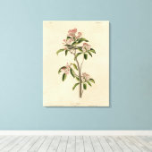 Cuvier's Kinglet (Cuvier's Regulus) Audubon Birds Leinwanddruck (Insitu (Holzboden))