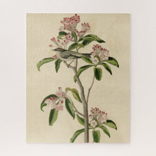 Cuvier's Kinglet (Cuvier's Regulus) Audubon Birds Puzzle