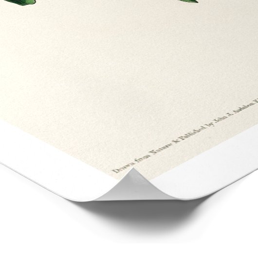 Cuvier's Kinglet von Audubon Poster (Ecke)