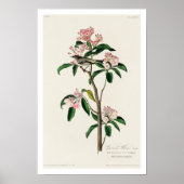 Cuvier's Kinglet von Audubon Poster (Vorne)