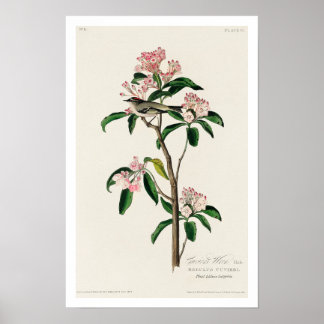 Cuvier's Kinglet von Audubon Poster