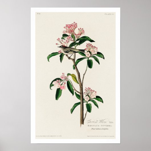 Cuvier's Kinglet von Audubon Poster (Vorne)