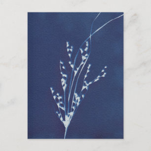 Cyanotype Print Grass Blue White Art Postkarte