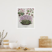 Cyclamen: 1.Cyclamen serotinum foliis hederaceis; Poster (Küche)