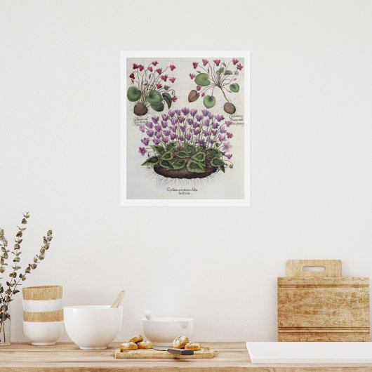 Cyclamen: 1.Cyclamen serotinum foliis hederaceis; Poster (Küche)