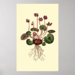 Cyclamen-Blume und Wurzeln Poster<br><div class="desc">Schöne Vintage botanische Blume Illustration eines Cyclamen. Erstellen Sie eine Blumenserie von Plakatdrucken für Sie Zuhause oder Apartment.</div>