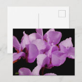 Cyclamen Coum Postcard Postkarte (Vorne/Hinten)