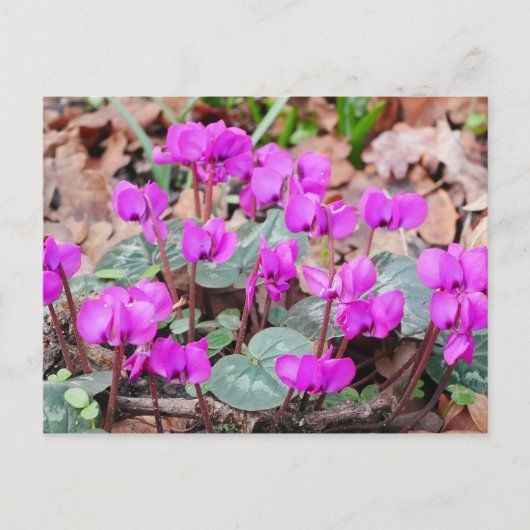 Cyclamen Coum Postcard Postkarte (Vorderseite)