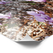 Cyclamen Foto Print (Ecke)