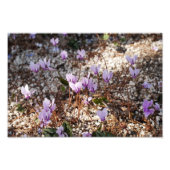 Cyclamen Foto Print (Vorne)