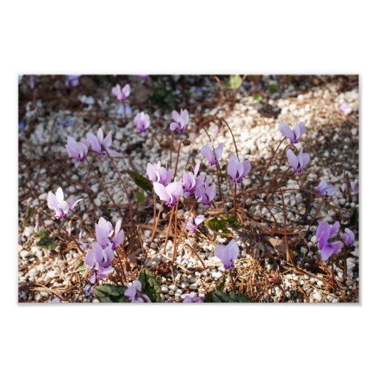 Cyclamen Foto Print (Vorne)