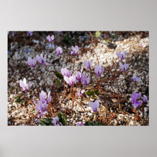 Cyclamen gerahmter Druck Poster