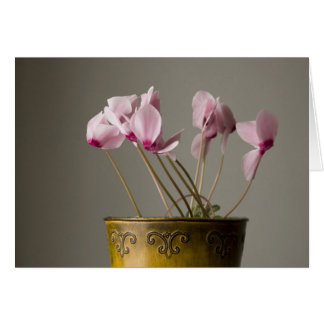 Cyclamen-Pflanze