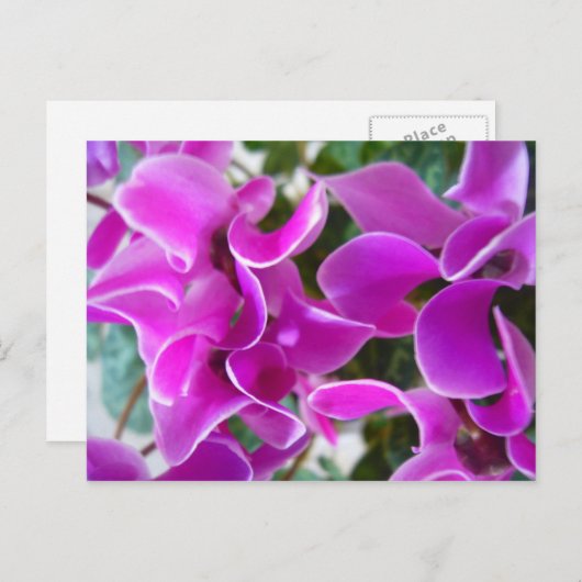 Cyclamen Postkarte (Vorne/Hinten)