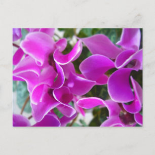Cyclamen Postkarte