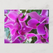 Cyclamen Postkarte (Vorderseite)
