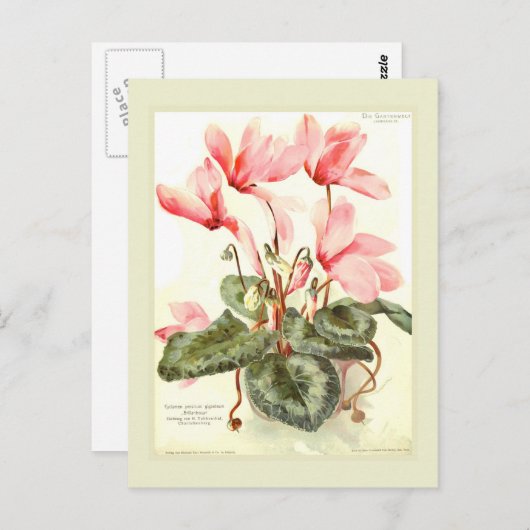 Cyclamen Postkarte (Vorne/Hinten)