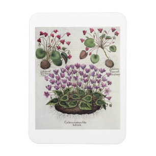 Cyclamen: serotinum 1.Cyclamen foliis hederaceis; Magnet