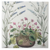 Cyclamen und Lavendel: 1.Cyclamen Romanum; 2.Spica Fliese (Vorderseite)