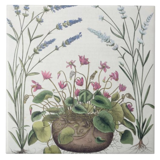 Cyclamen und Lavendel: 1.Cyclamen Romanum; 2.Spica Fliese (Vorderseite)