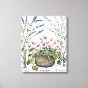 Cyclamen und Lavendel: 1.Cyclamen Romanum; 2.Spica Leinwanddruck