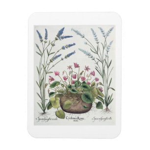 Cyclamen und Lavendel: 1.Cyclamen Romanum; 2.Spica Magnet
