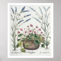 Cyclamen und Lavender: 1.Cyclamen Romanum; 2.Spica