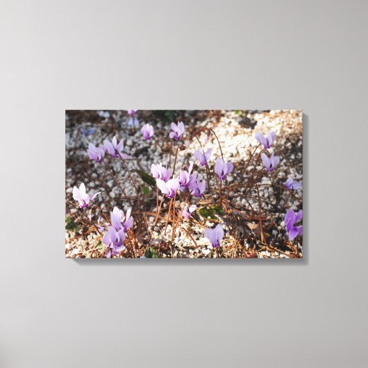 Cyclamen Wrapped Canvas Leinwanddruck (Vorderseite)