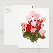 Cyclamens Postkarte (Vorne/Hinten)