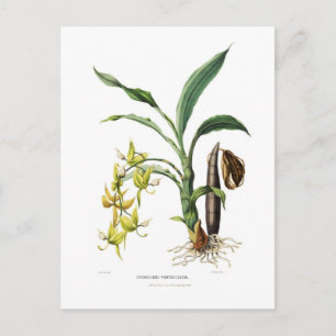 Cycnoches ventricosum postkarte