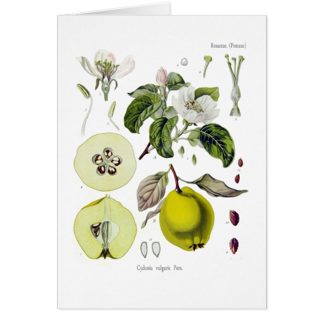Cydonia gemein (Quitte) (Vorne)