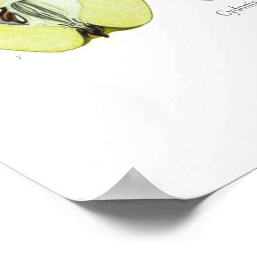 Cydonia vulgaris (Quince) Poster (Ecke)