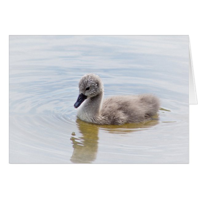 Cygnet (Vorderseite (Horizontal))