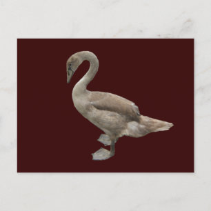 Cygnet ~ Postkarte