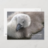 Cygnet Swan im Regen Inspiration Postkarte (Vorne/Hinten)