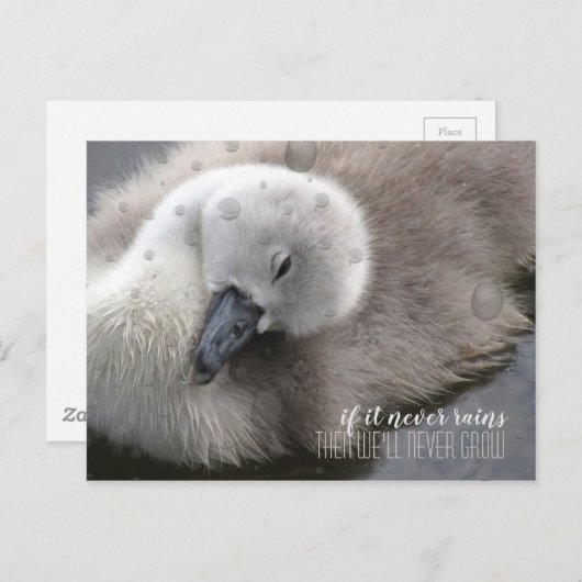 Cygnet Swan im Regen Inspiration Postkarte (Vorne/Hinten)