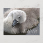 Cygnet Swan im Regen Inspiration Postkarte (Vorderseite)