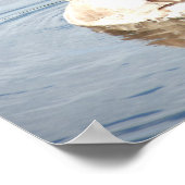 Cygnet Swan Preening Poster (Ecke)