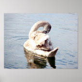 Cygnet Swan Preening Poster (Vorne)