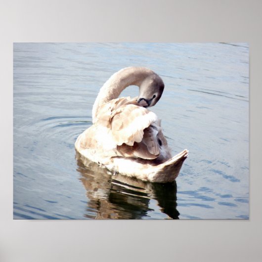 Cygnet Swan Preening Poster (Vorne)