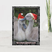 Cygnet Weihnachtskarte Feiertagskarte (Vorderseite)